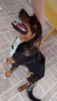 Bela