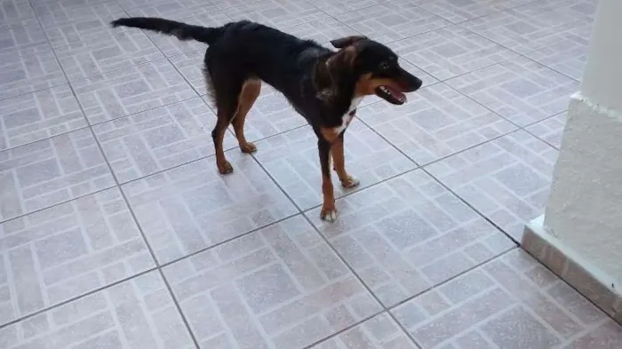 Cachorro ra a SRD idade 7 a 11 meses nome Bela