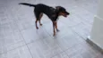 Bela