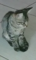 Tigresa