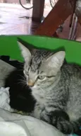 Tigresa