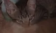 Tigresa