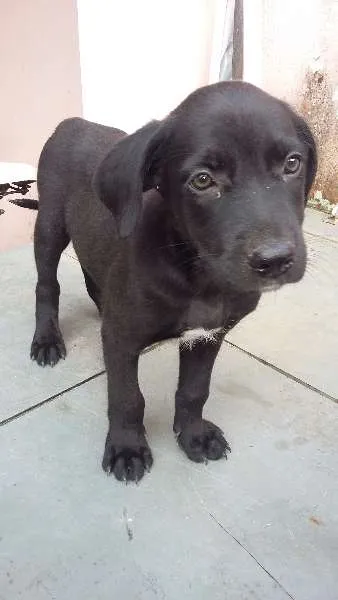 Cachorro raça SRD idade Abaixo de 2 meses nome Ainda não tem nome