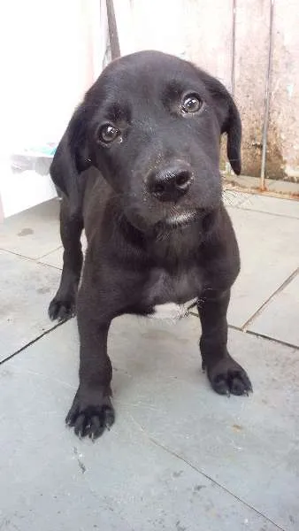 Cachorro raça SRD idade Abaixo de 2 meses nome Ainda não tem nome