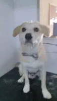 Cachorro raça SRD idade 1 ano nome LORD