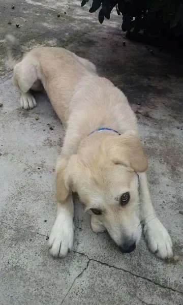 Cachorro raça SRD idade 1 ano nome LORD