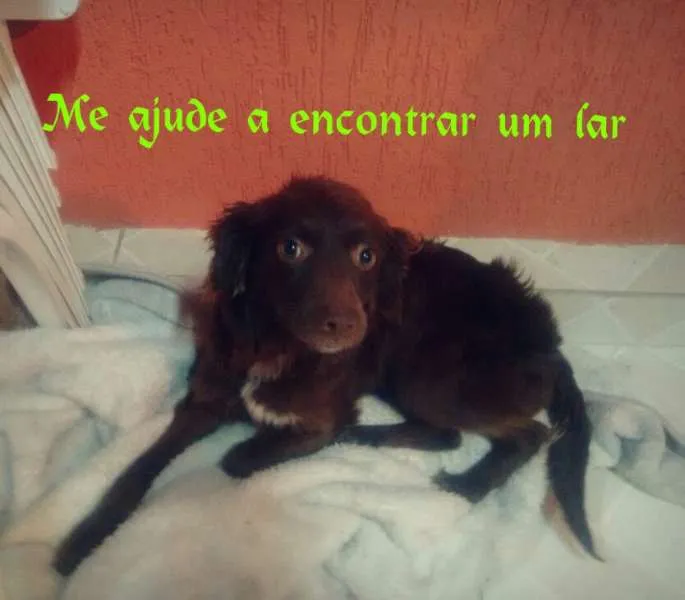 Cachorro ra a SRD idade 1 ano nome .