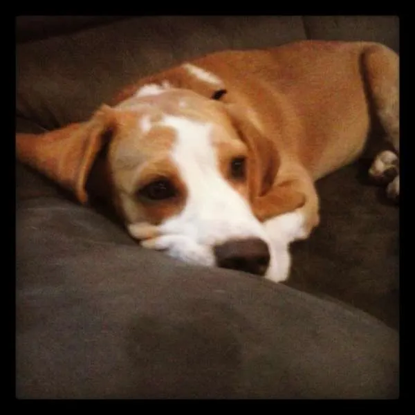 Cachorro ra a beagle idade 2 anos nome Surf