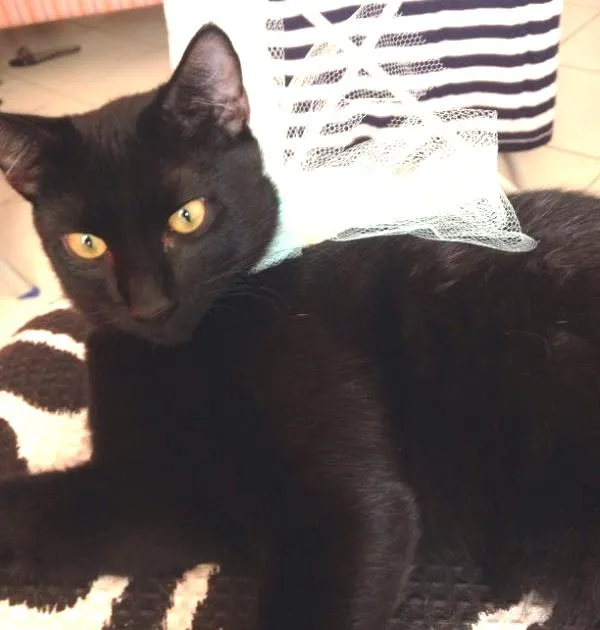 Gato ra a srd idade 7 a 11 meses nome cravo