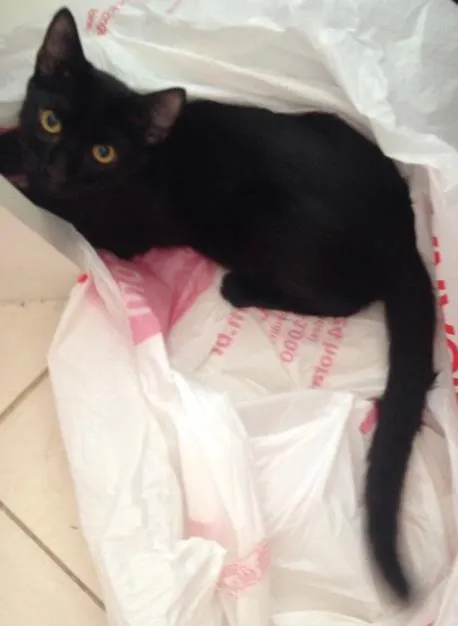 Gato ra a srd idade 7 a 11 meses nome cravo