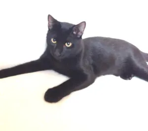 Gato raça srd idade 7 a 11 meses nome cravo