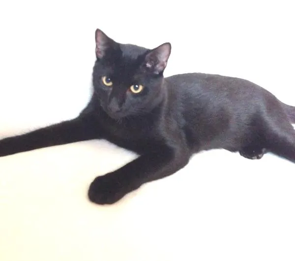 Gato ra a srd idade 7 a 11 meses nome cravo