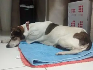 Cachorro raça SRD idade 6 ou mais anos nome Encontrei na rua