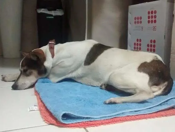 Cachorro ra a SRD idade 6 ou mais anos nome Encontrei na rua