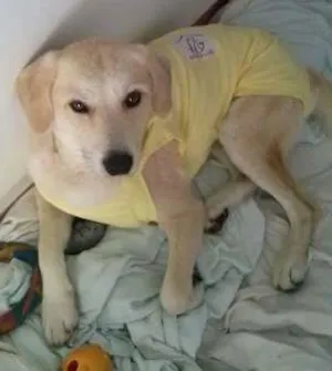 Cachorro raça SRD idade 1 ano nome LORD