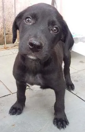 Cachorro raça SRD idade Abaixo de 2 meses nome Ainda não tem nome