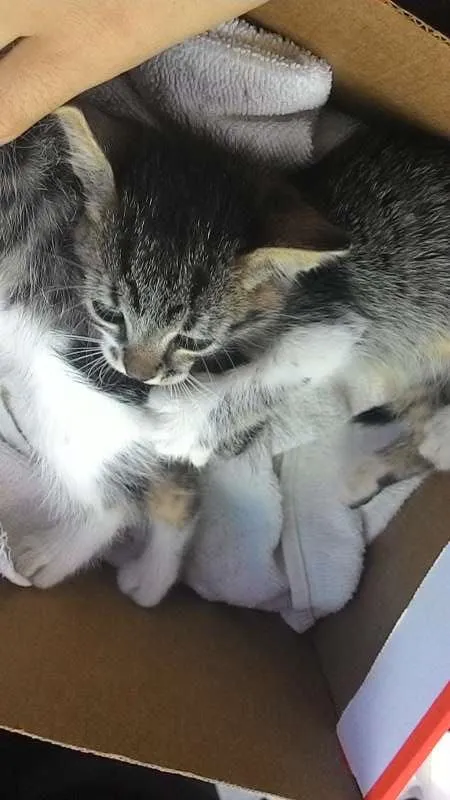 Gato ra a não sei. idade Abaixo de 2 meses nome Não tem.