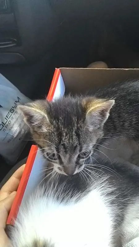 Gato ra a não sei. idade Abaixo de 2 meses nome Não tem.