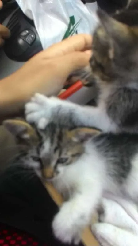 Gato ra a não sei. idade Abaixo de 2 meses nome Não tem.