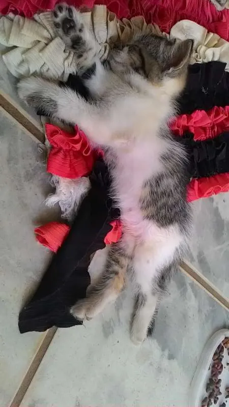 Gato ra a não sei. idade Abaixo de 2 meses nome Não tem.