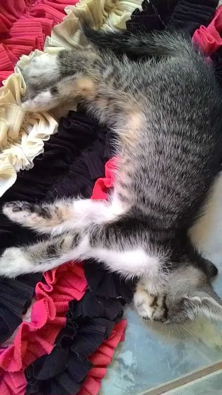 Gato ra a não sei. idade Abaixo de 2 meses nome Não tem.