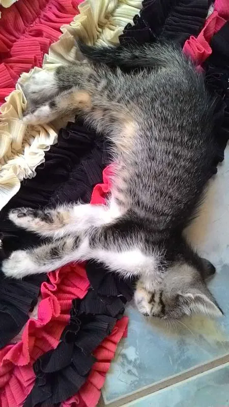 Gato ra a não sei. idade Abaixo de 2 meses nome Não tem.