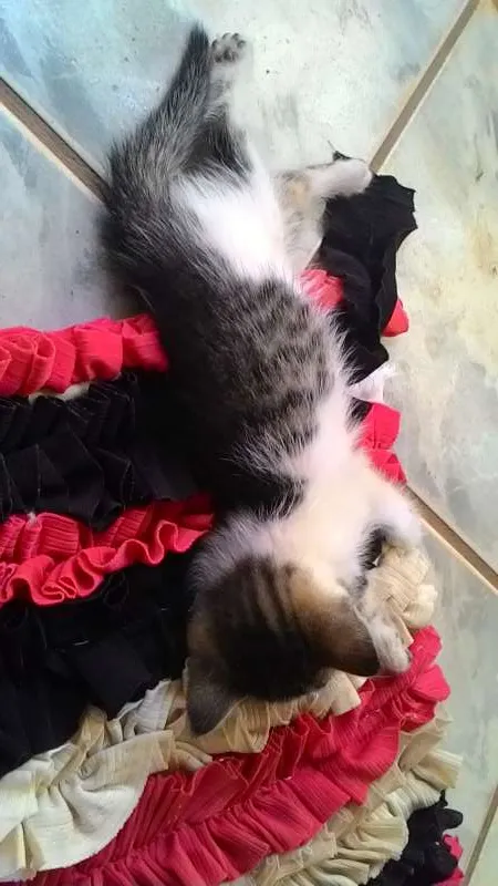 Gato ra a não sei. idade Abaixo de 2 meses nome Não tem.