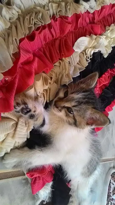 Gato ra a não sei. idade Abaixo de 2 meses nome Não tem.
