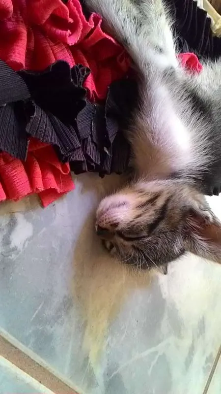 Gato ra a não sei. idade Abaixo de 2 meses nome Não tem.
