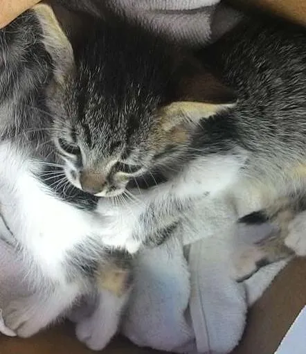 Gato ra a não sei. idade Abaixo de 2 meses nome Não tem.