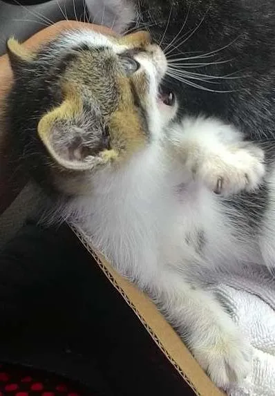 Gato ra a não sei. idade Abaixo de 2 meses nome Não tem.