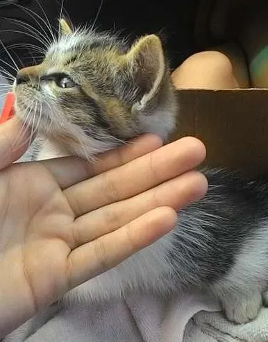 Gato ra a não sei. idade Abaixo de 2 meses nome Não tem.