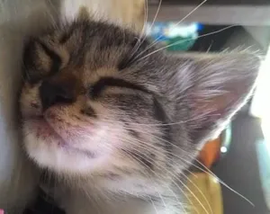 Gato raça não sei. idade Abaixo de 2 meses nome Não tem.