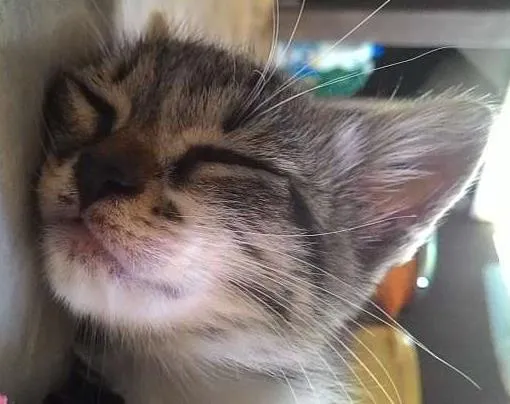 Gato ra a não sei. idade Abaixo de 2 meses nome Não tem.