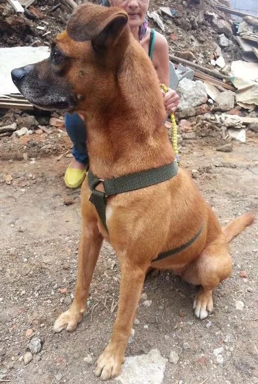 Cachorro ra a vira lata idade 5 anos nome Mila