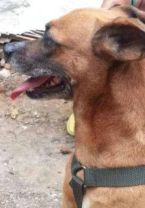 Cachorro raça vira lata idade 5 anos nome Mila