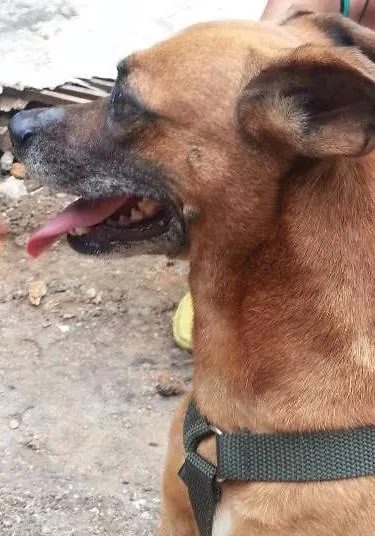 Cachorro ra a vira lata idade 5 anos nome Mila