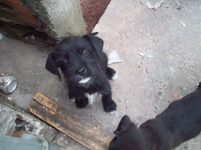 Cachorro ra a SRD idade 2 a 6 meses nome Mistura Basset e Sh