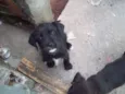 Mistura Basset e Sh