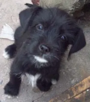 Cachorro raça SRD idade 2 a 6 meses nome Mistura Basset e Sh