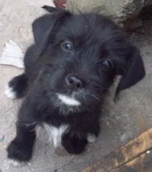 Cachorro ra a SRD idade 2 a 6 meses nome Mistura Basset e Sh