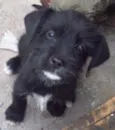 Mistura Basset e Sh