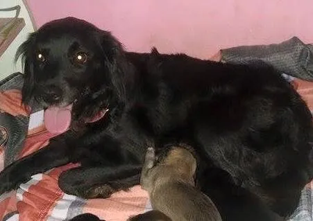 Cachorro ra a SRD idade 1 ano nome PEROLA
