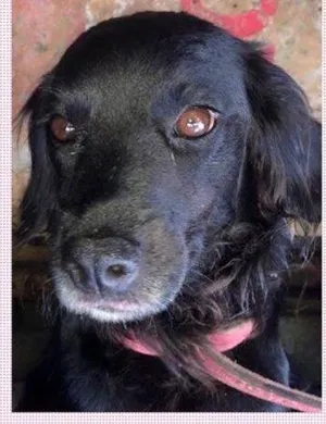 Cachorro raça SRD idade 1 ano nome PEROLA