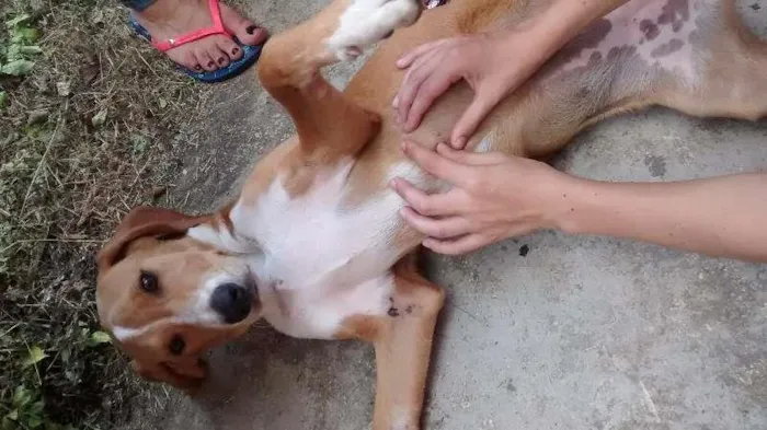 Cachorro ra a beagle idade 2 a 6 meses nome mel