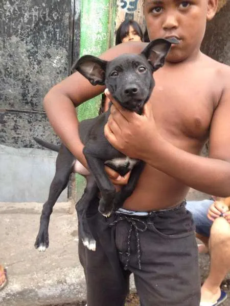Cachorro ra a SRD idade 2 a 6 meses nome Pequena Pretinha