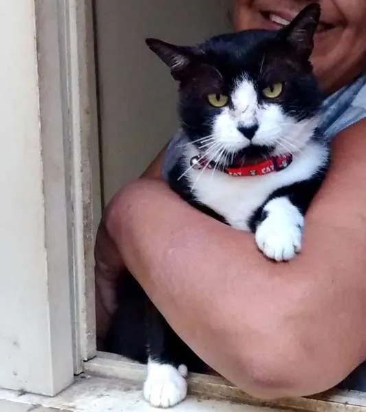 Gato raça SRD idade 3 anos nome Francisco