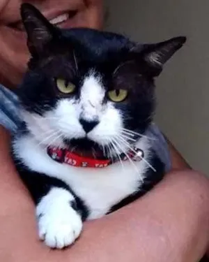 Gato raça SRD idade 3 anos nome Francisco