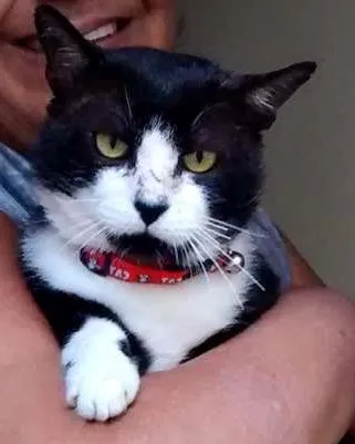 Gato raça SRD idade 3 anos nome Francisco