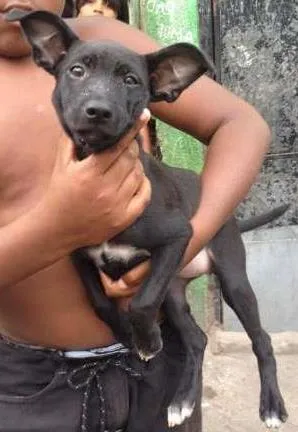 Cachorro raça SRD idade 2 a 6 meses nome Pequena Pretinha